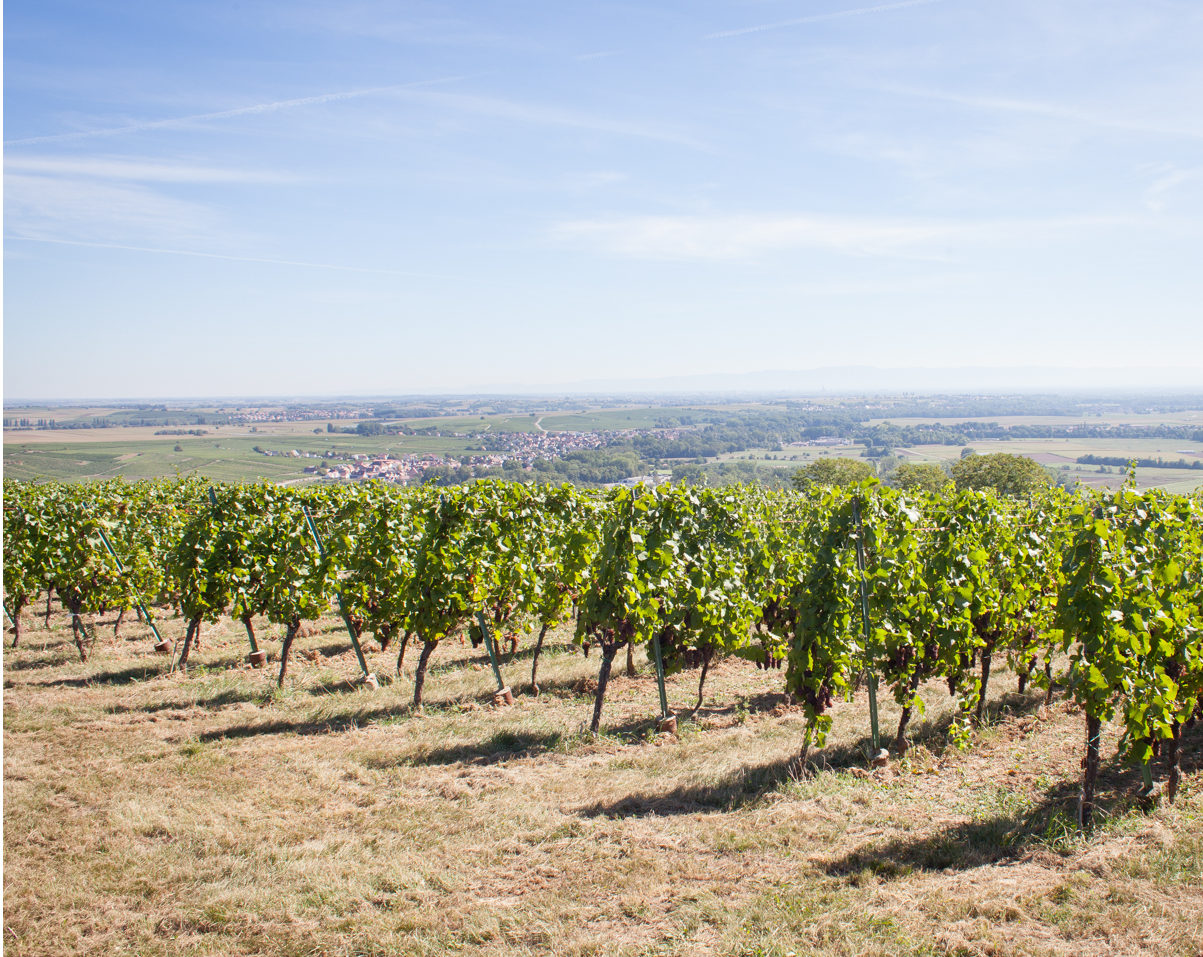 Vignoble avec vue